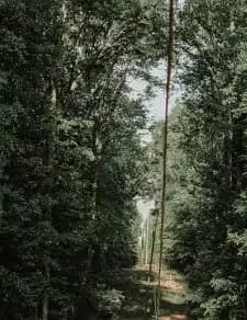 Cemetery trees